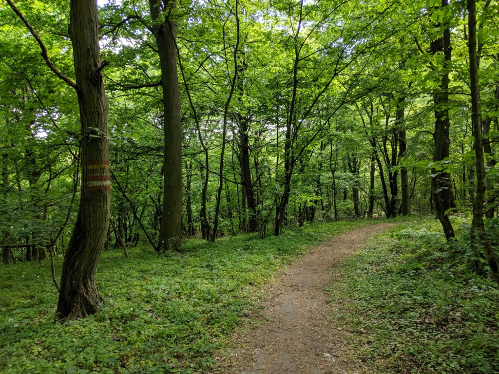 Waldweg